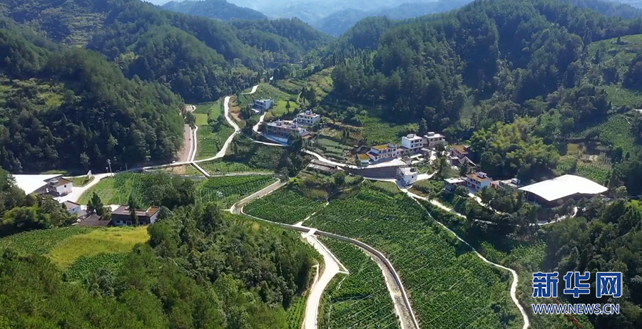 走进乡村看小康丨化茧成蝶 小蚕茧长成乡村振兴大产业