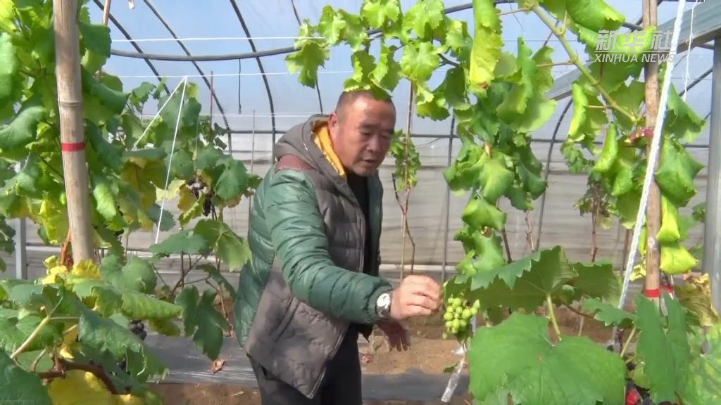 奋进新征程 建功新时代丨稳产业促就业 促进乡村振兴“加速跑”