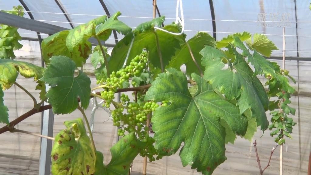 奋进新征程 建功新时代丨稳产业促就业 促进乡村振兴“加速跑”