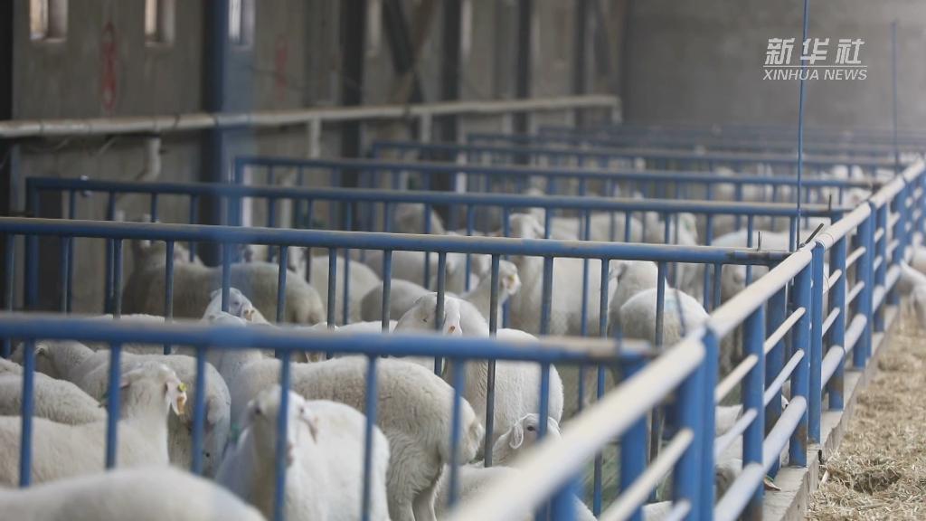 奋进新征程 建功新时代丨稳产业促就业 促进乡村振兴“加速跑”