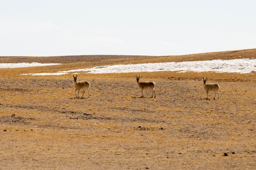 奋进新征程 建功新时代·伟大变革｜守望“高原精灵”