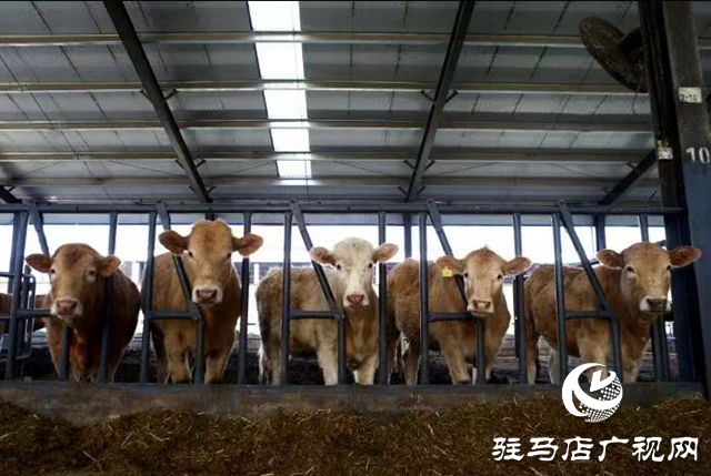 泌阳县：踔厉奋发 笃行不怠 奋力谱写现代化建设新篇章