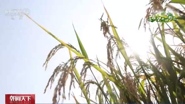 全国秋粮收获4.48亿亩 河南油料作物喜获丰收