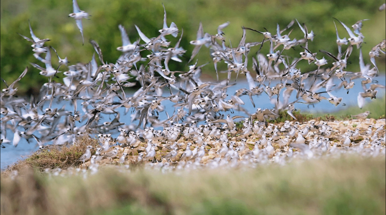 【大时代】海口：“软硬兼备”产兴民富环境美 “内外兼修”奋楫逐梦自贸港
