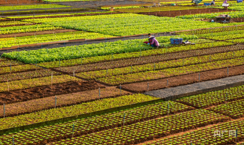 【大时代】海口：“软硬兼备”产兴民富环境美 “内外兼修”奋楫逐梦自贸港
