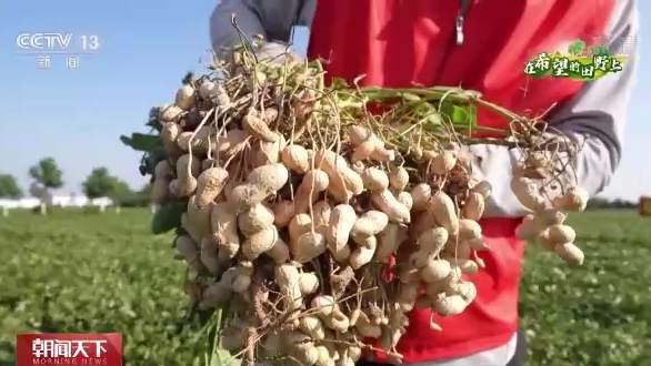 全国秋粮收获4.48亿亩 河南油料作物喜获丰收