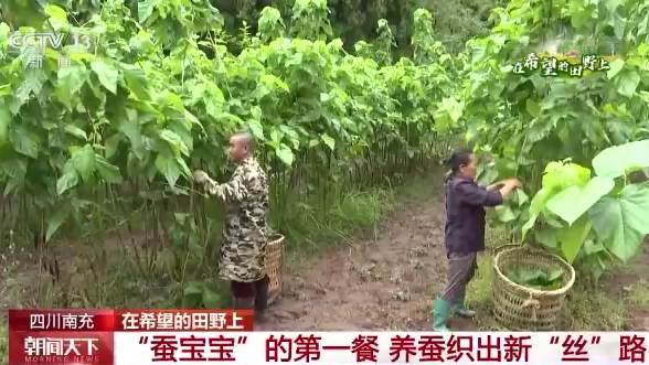 全国秋粮收获4.48亿亩 河南油料作物喜获丰收