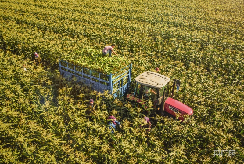 【大时代】长春：现代农业擦亮“粮食芯片” 科技创新驱动“汽车强国”