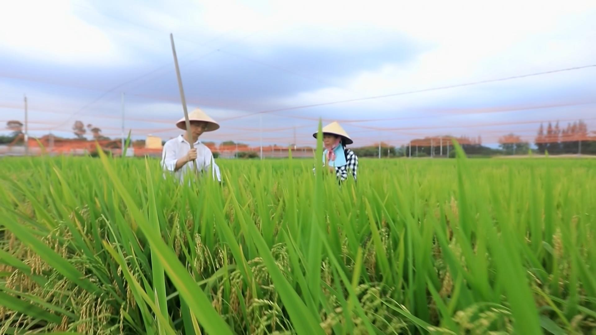 思想的力量｜粮安天下