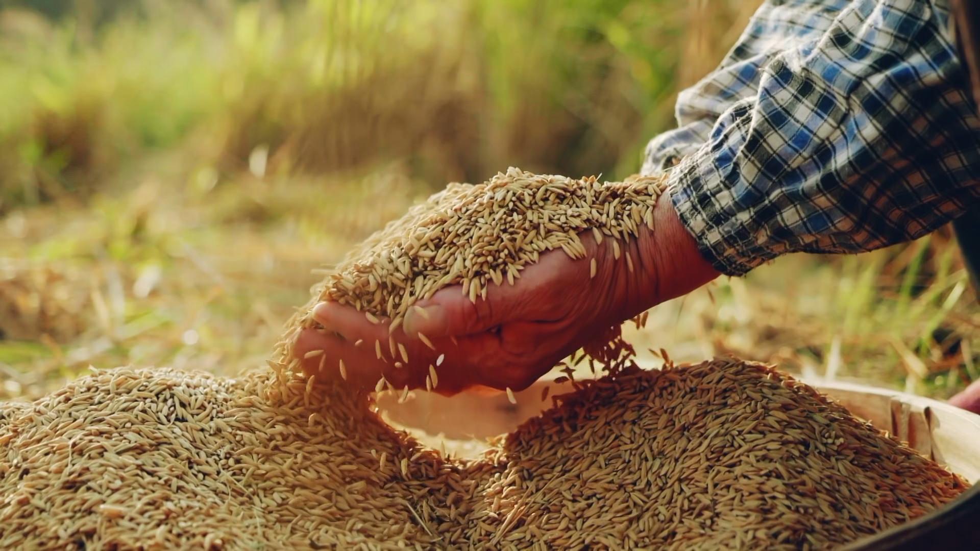 思想的力量｜粮安天下