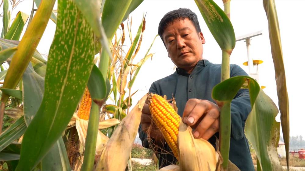 央媒观豫｜种粮大户陆爱东的秋收故事