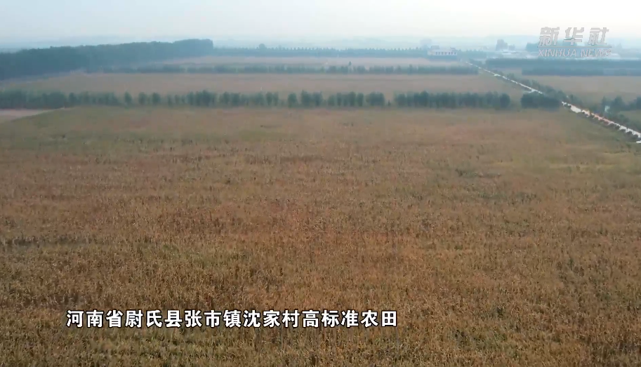 央媒观豫｜种粮大户陆爱东的秋收故事