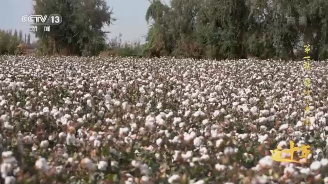 这十年丨突破的中国丨视频丨大湾区之声热评：为实现中华民族伟大复兴更好发挥作用