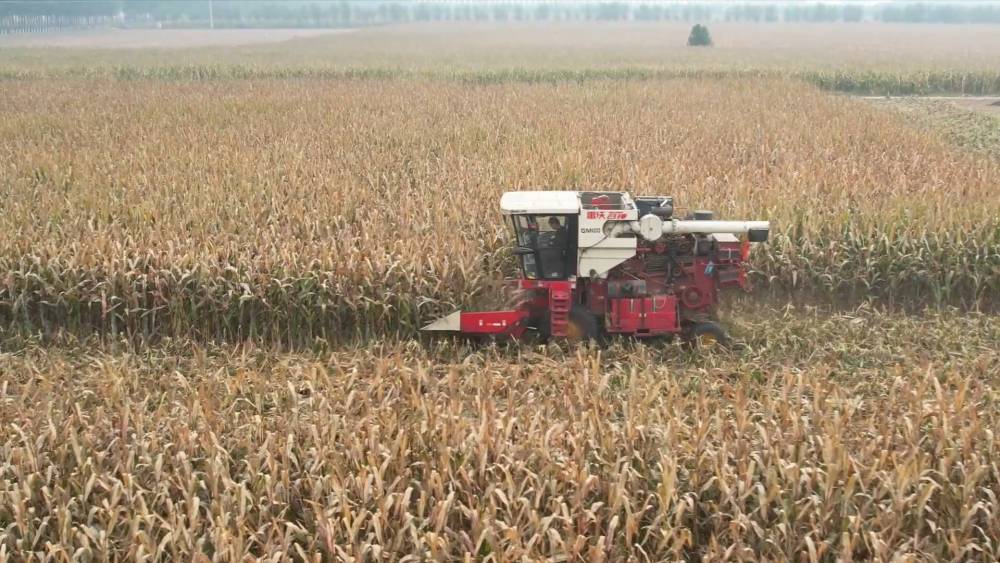 央媒观豫｜种粮大户陆爱东的秋收故事