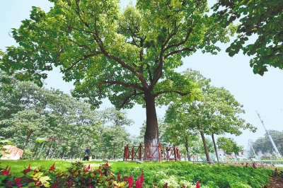 一起学报告&middot;能力作风建设丨坚持常态长效 锻造过硬本领