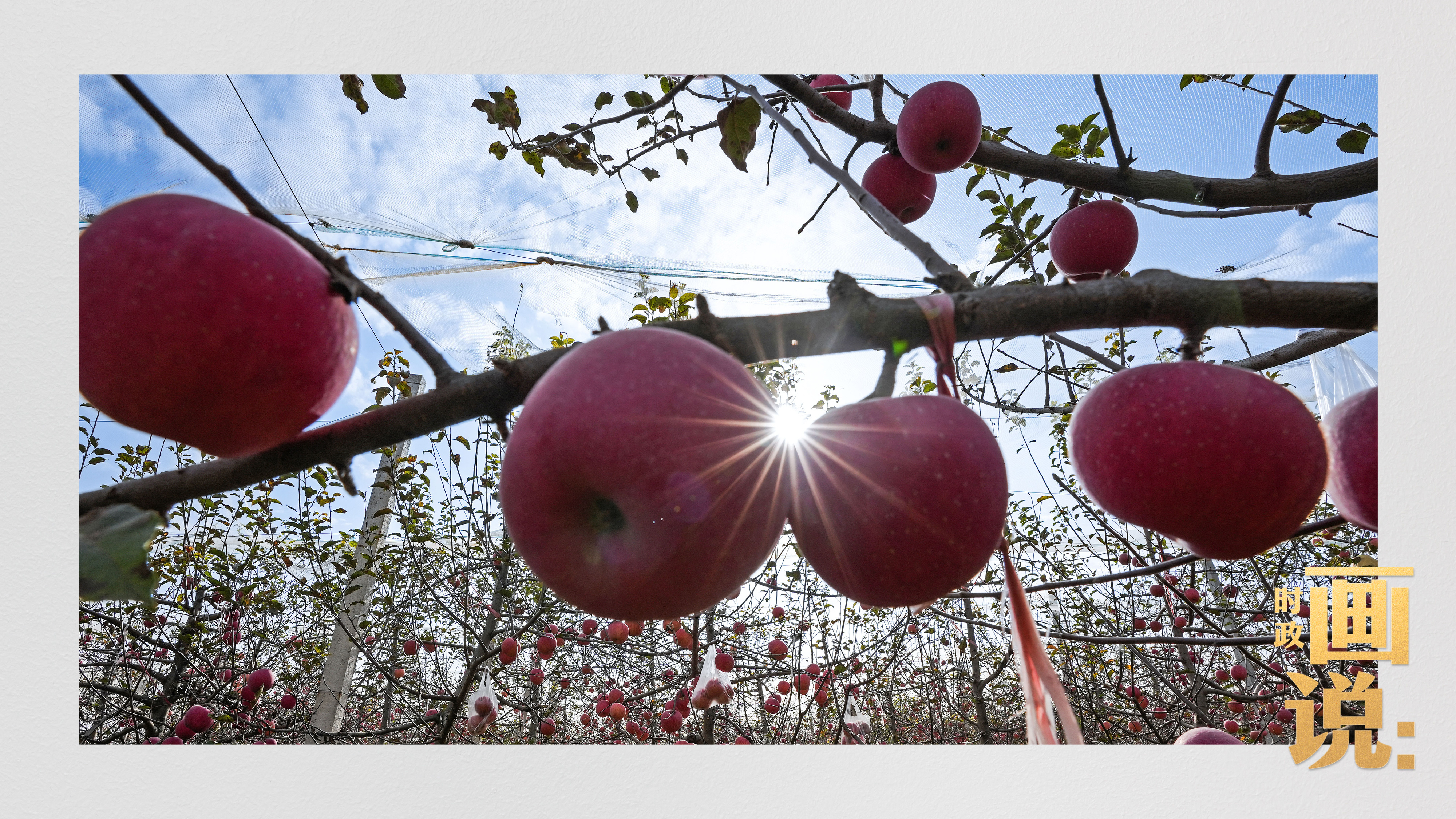 时政画说丨苹果熟了