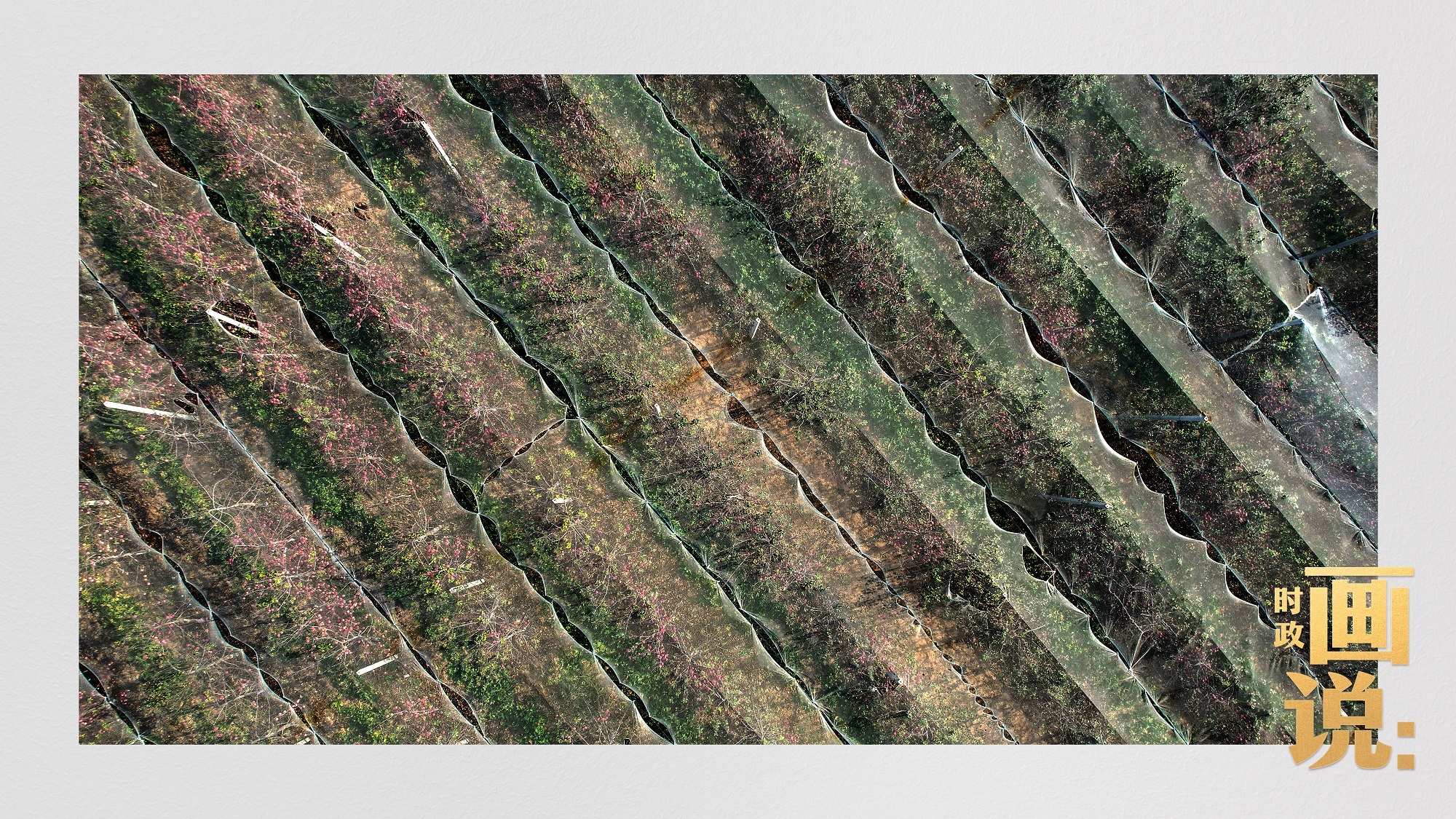 时政画说丨苹果熟了