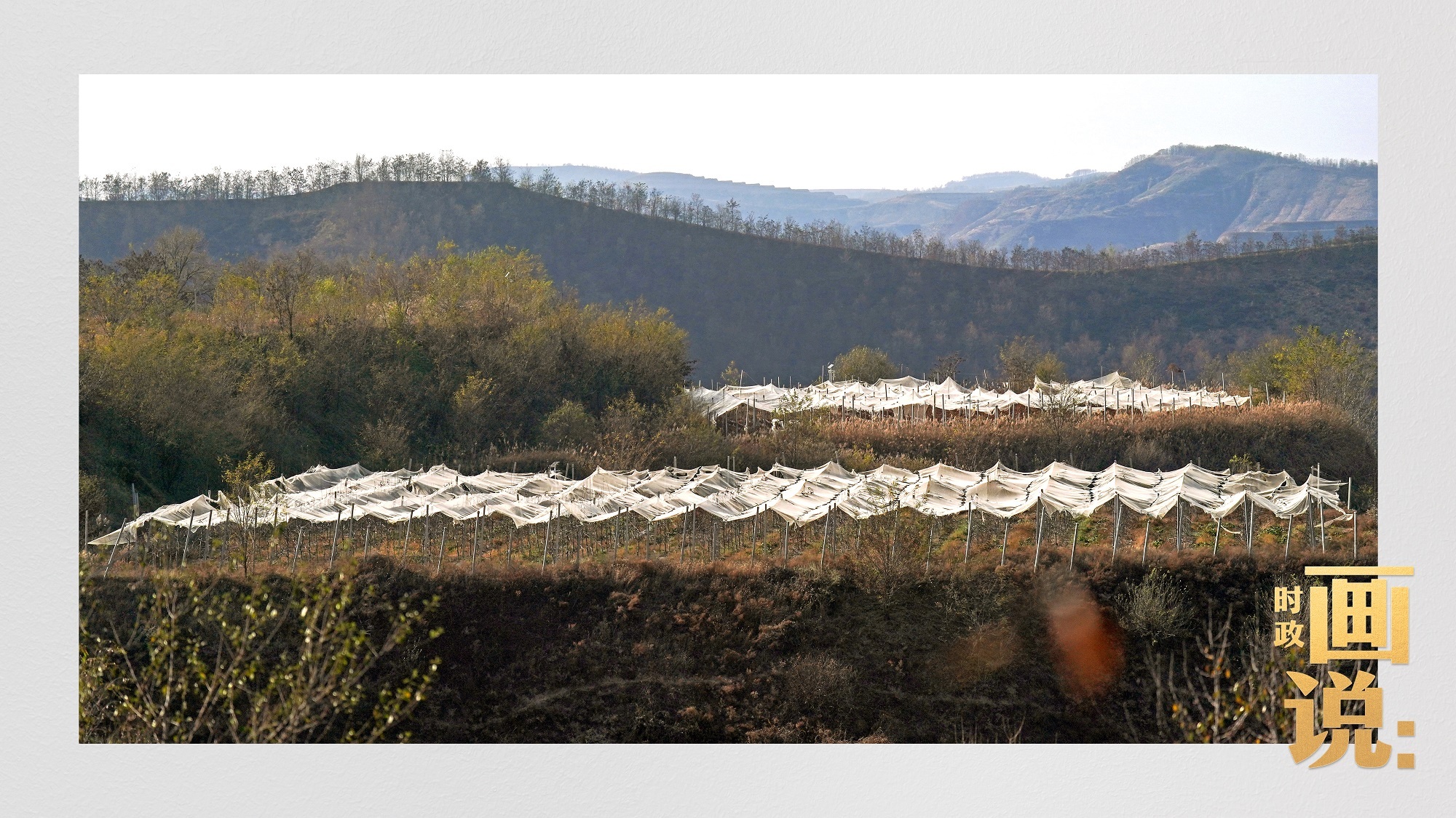 时政画说丨苹果熟了