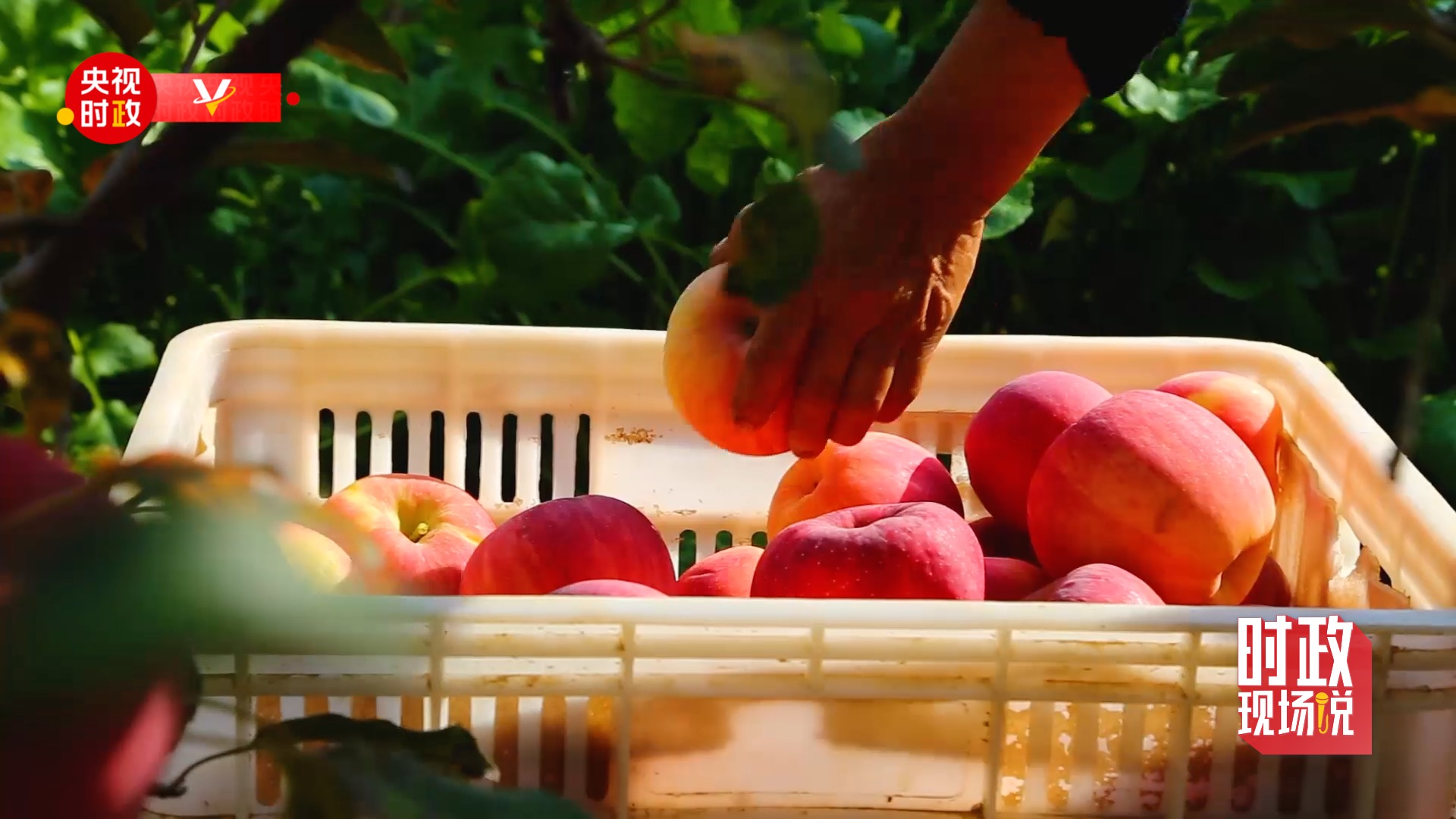 时政现场说丨察民情谋振兴 金秋漫山果飘香