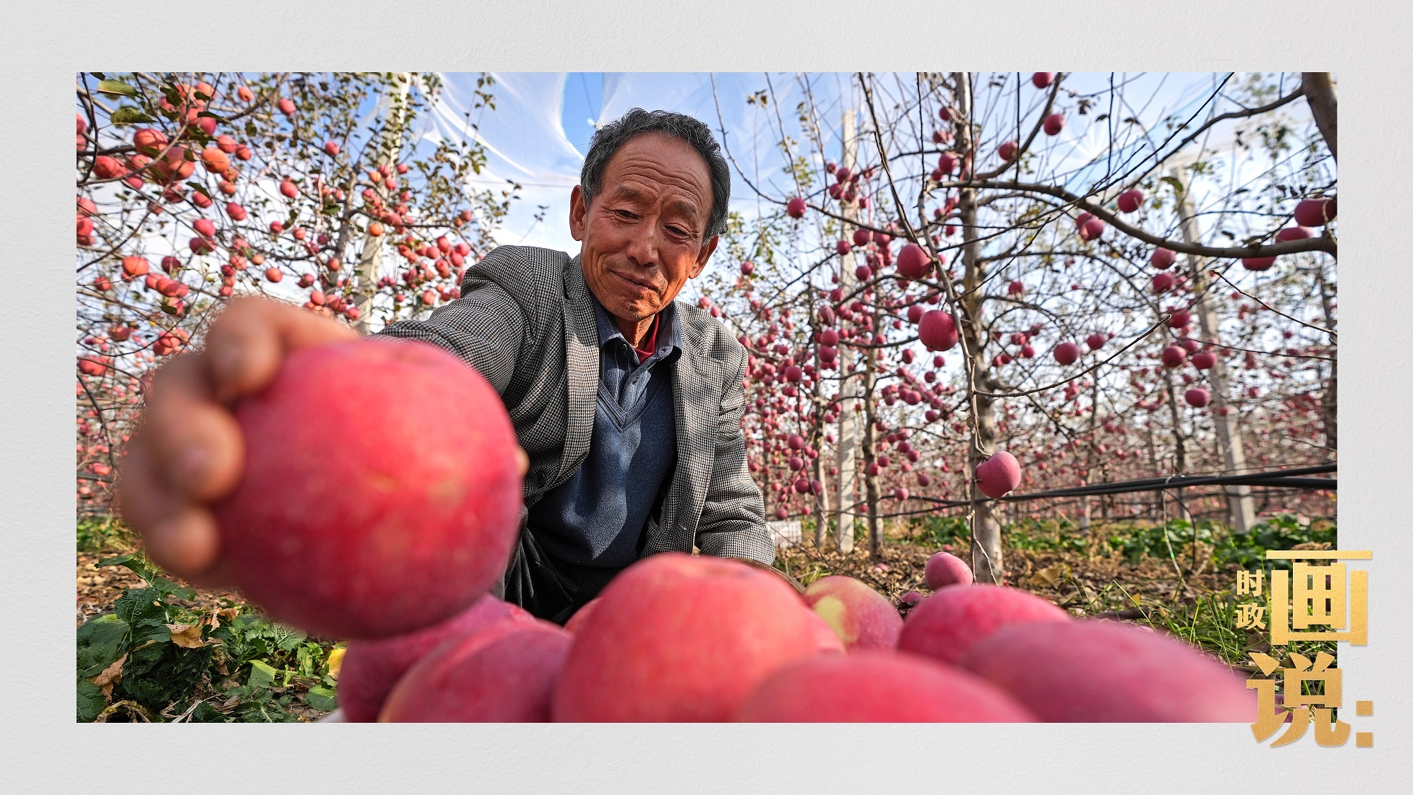 时政画说丨苹果熟了