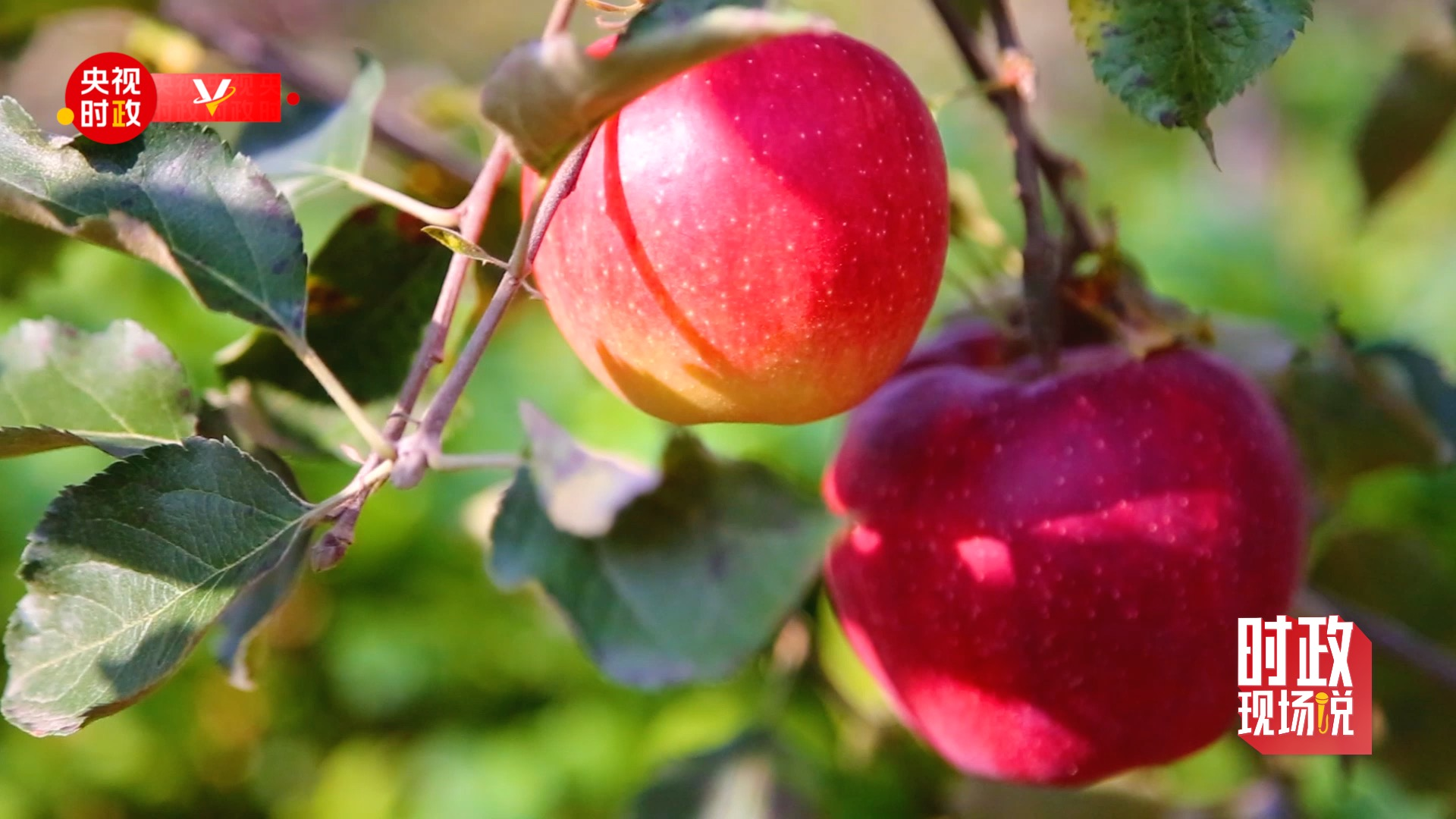 时政现场说丨察民情谋振兴 金秋漫山果飘香
