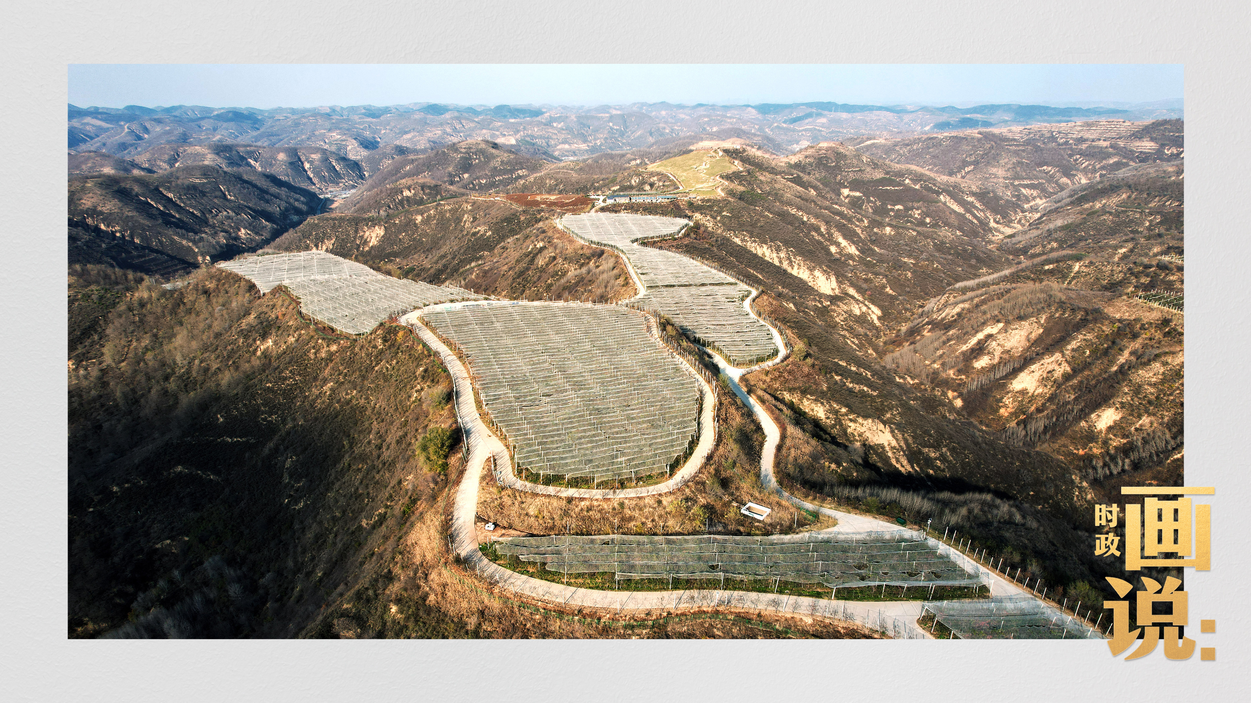 时政画说丨苹果熟了