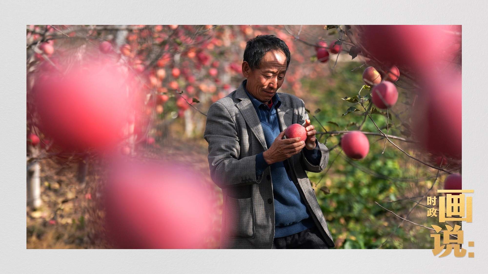 时政画说丨苹果熟了