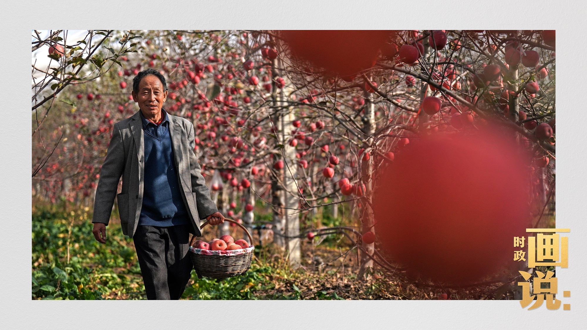 时政画说丨苹果熟了