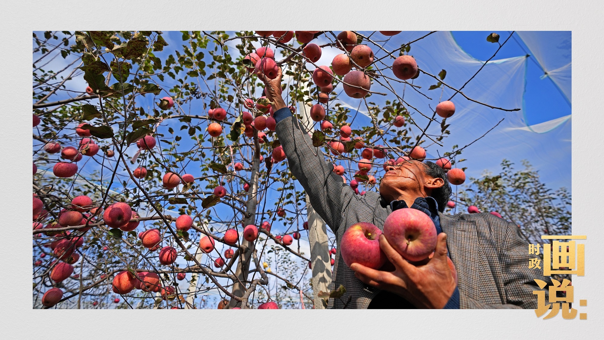 时政画说丨苹果熟了