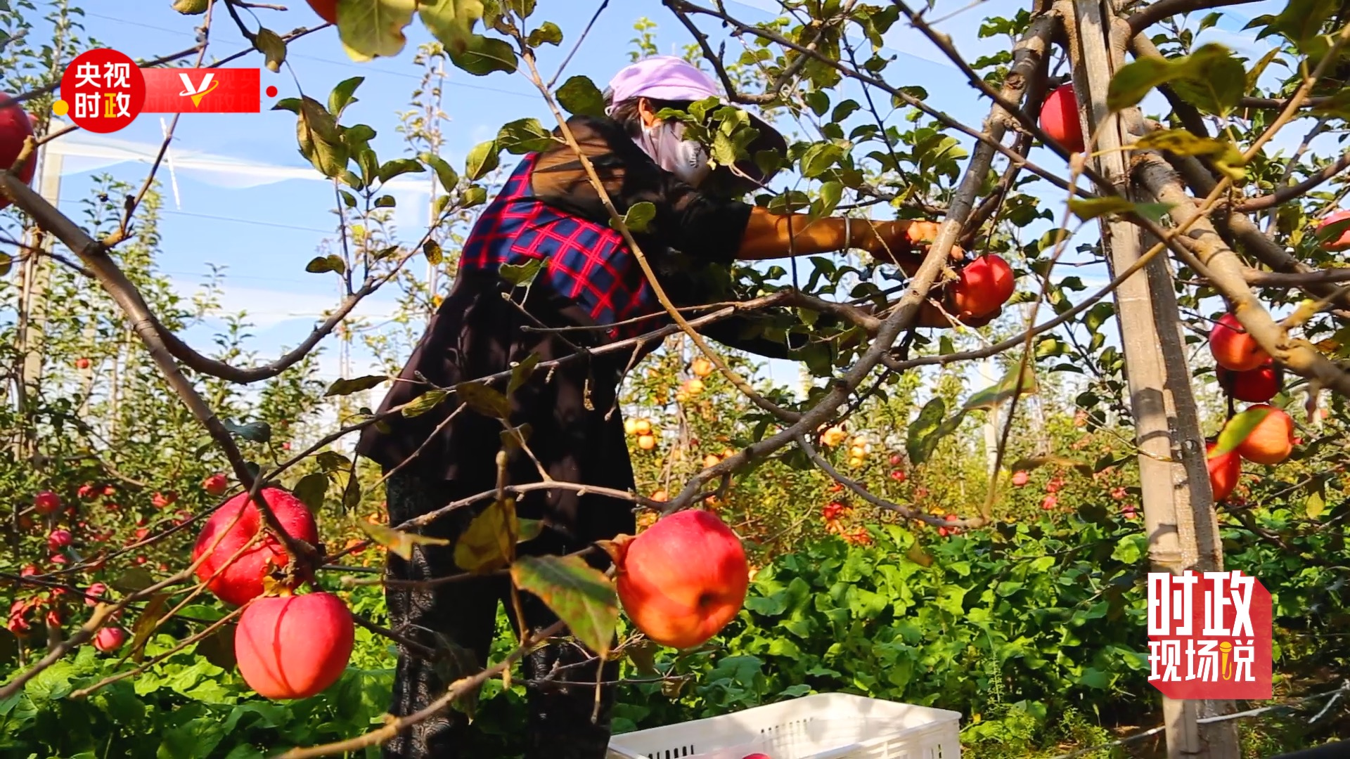 时政现场说丨察民情谋振兴 金秋漫山果飘香