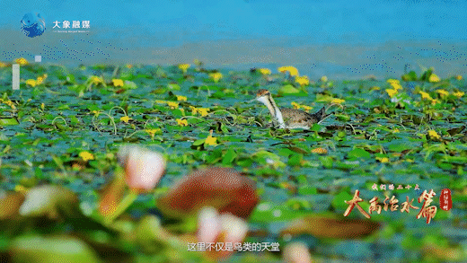 神话新传|古有大禹治水,今有“会飞的大熊猫”安家河南