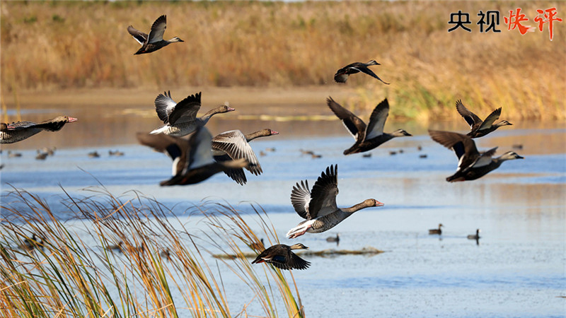 【央视快评】谱写全球湿地保护新篇章 