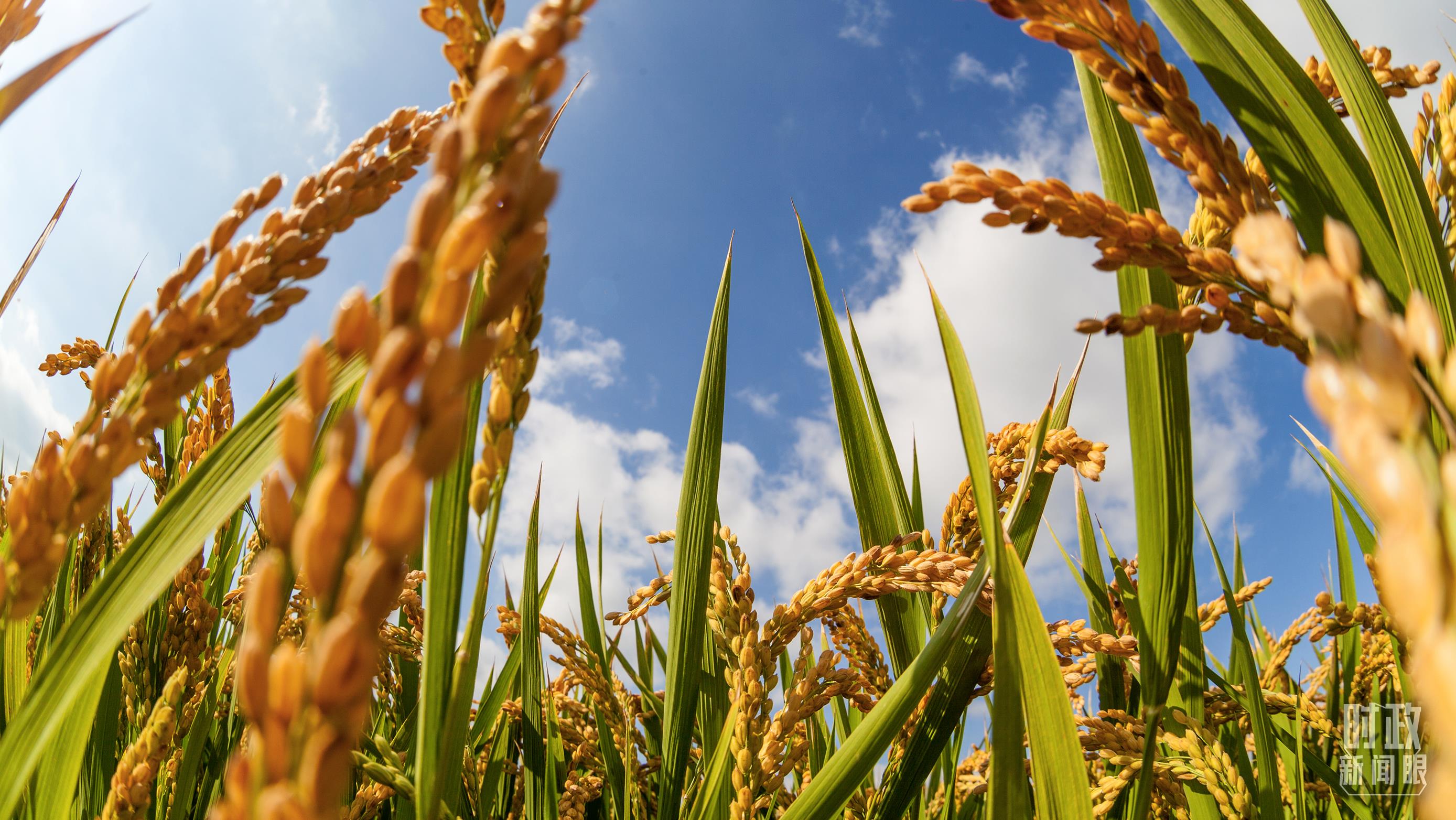 时政新闻眼丨在中央农村工作会议上,习近平这样部署建设农业强国