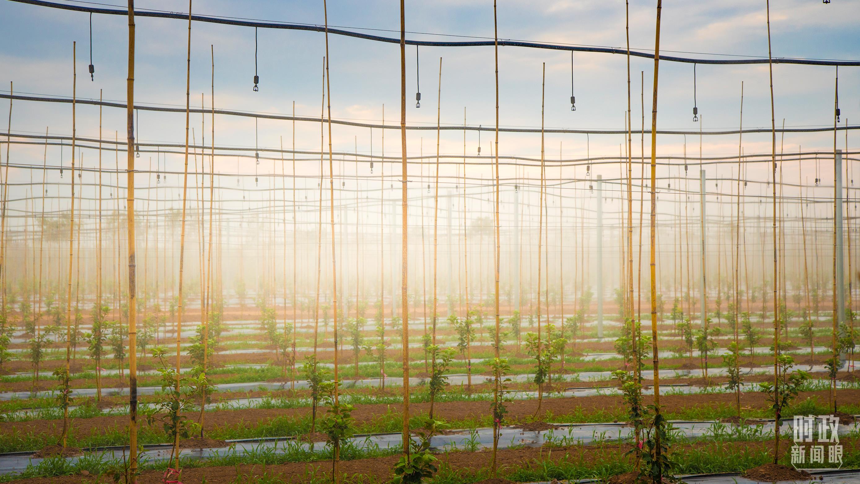 时政新闻眼丨在中央农村工作会议上,习近平这样部署建设农业强国