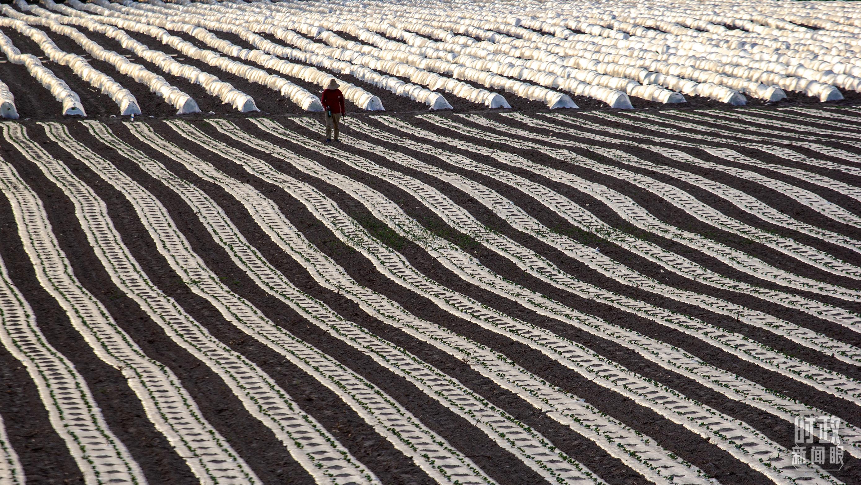 时政新闻眼丨在中央农村工作会议上,习近平这样部署建设农业强国