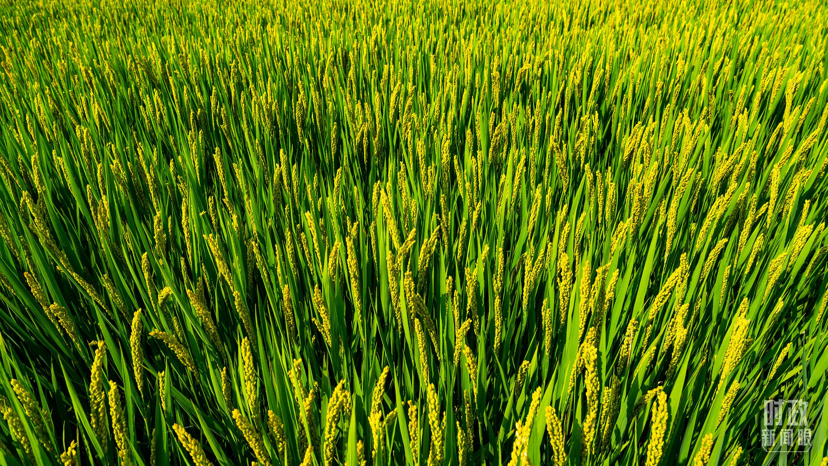 时政新闻眼丨在中央农村工作会议上,习近平这样部署建设农业强国