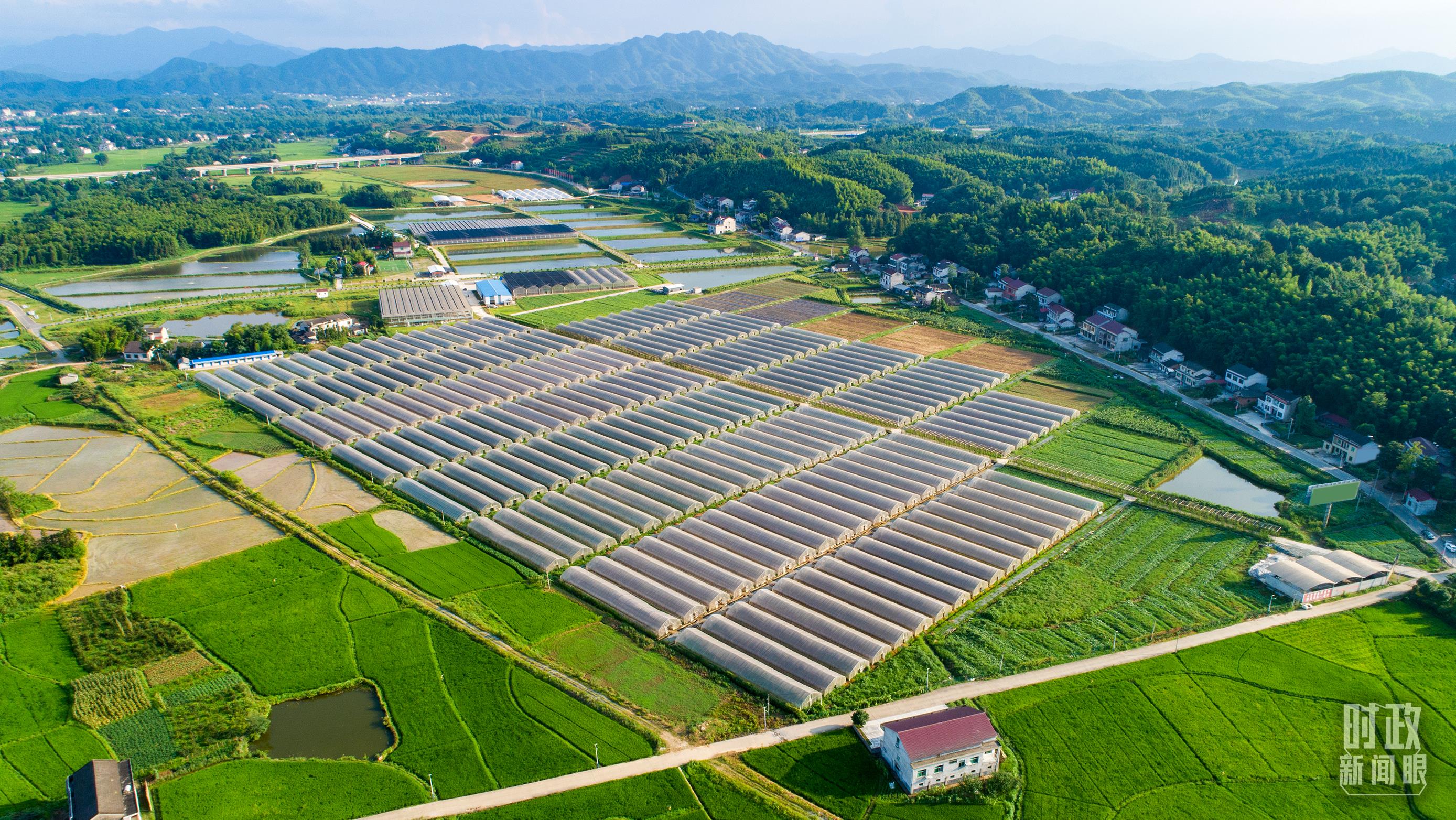 时政新闻眼丨在中央农村工作会议上,习近平这样部署建设农业强国