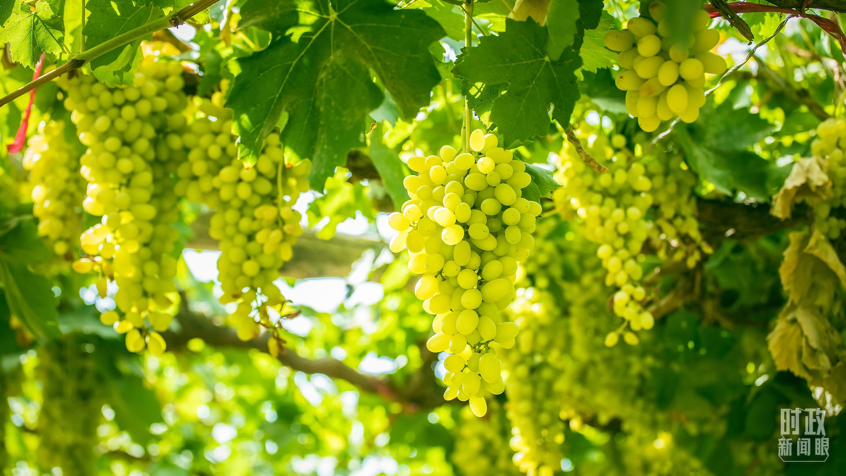 时政新闻眼丨在中央农村工作会议上,习近平这样部署建设农业强国