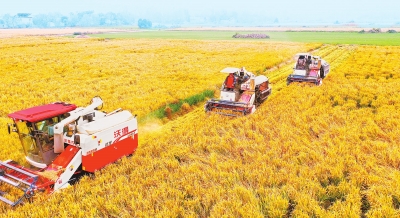 河声:守好粮食关,谱写“三农”工作新篇章