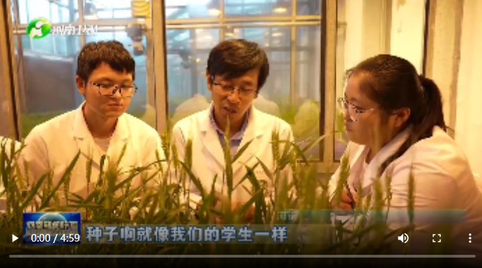 【中国式现代化的河南实践】手中有粮&middot;一粒良种的&ldquo;表白&rdquo;