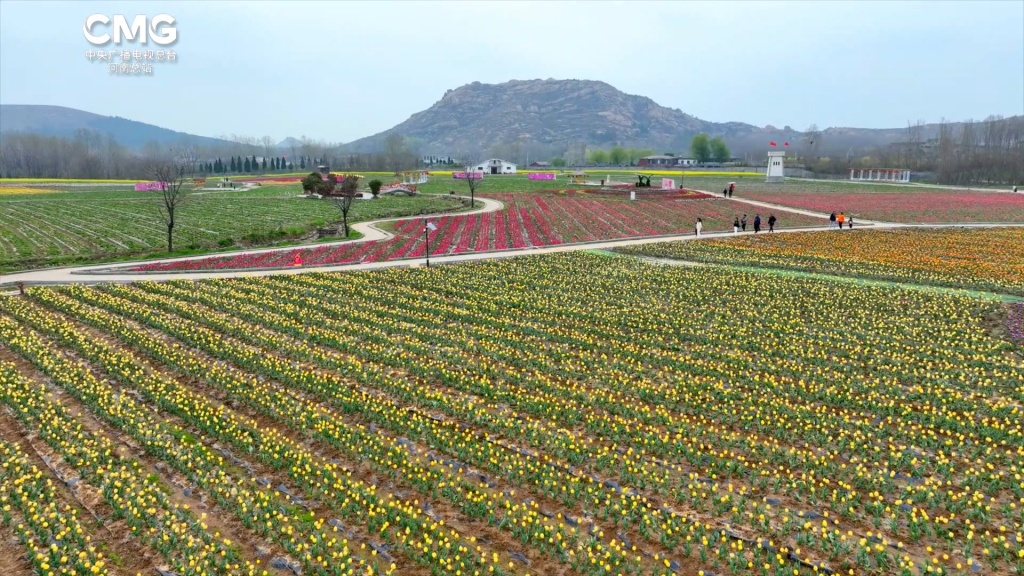 春上枝头丨邂逅千亩郁金香,共赴一场“春日花海之约”