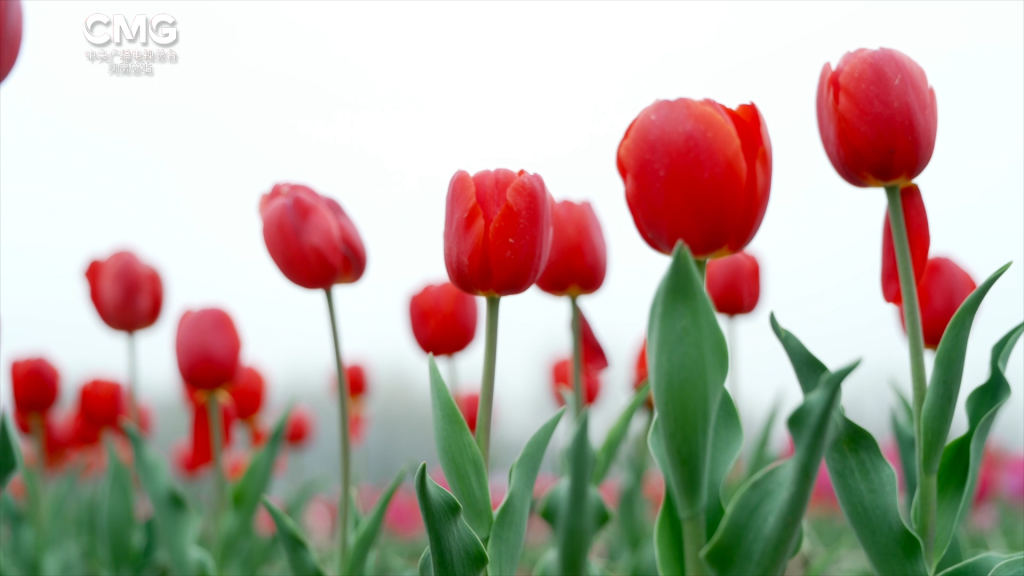 春上枝头丨邂逅千亩郁金香,共赴一场“春日花海之约”