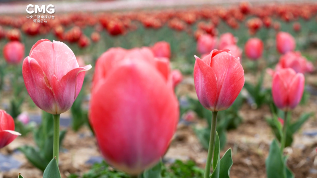 春上枝头丨邂逅千亩郁金香,共赴一场“春日花海之约”