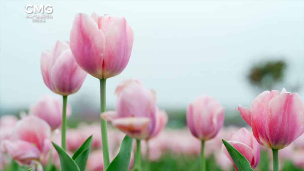 春上枝头丨邂逅千亩郁金香,共赴一场“春日花海之约”