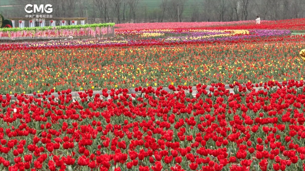 春上枝头丨邂逅千亩郁金香,共赴一场“春日花海之约”