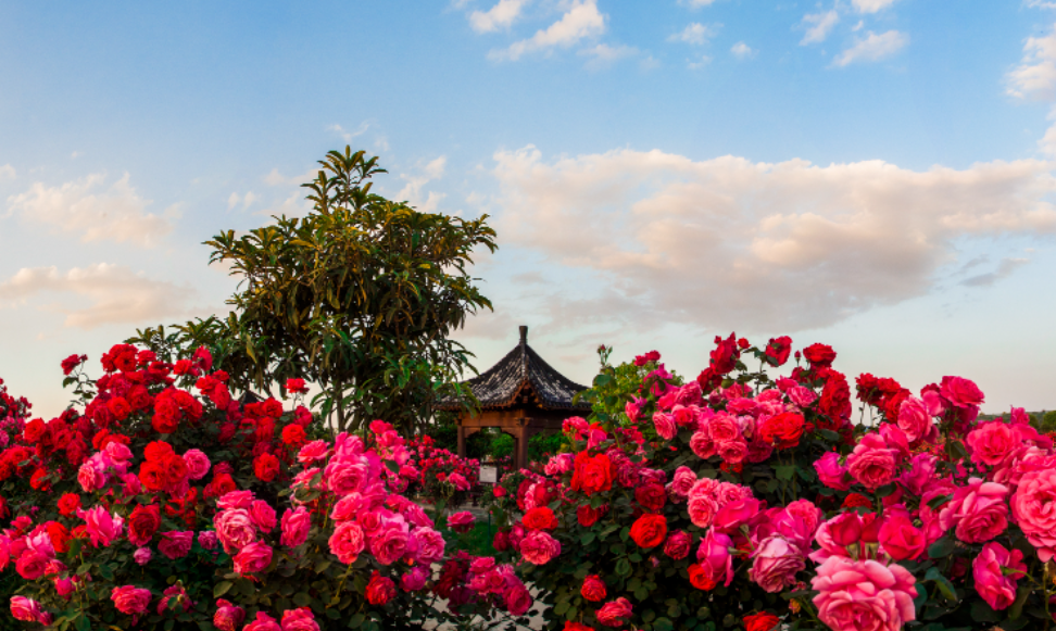 牢 记 嘱 托 · 沿 着 足 迹 看 变 化   南 阳 篇 丨 盈 盈 碧 水 赋 新 曲