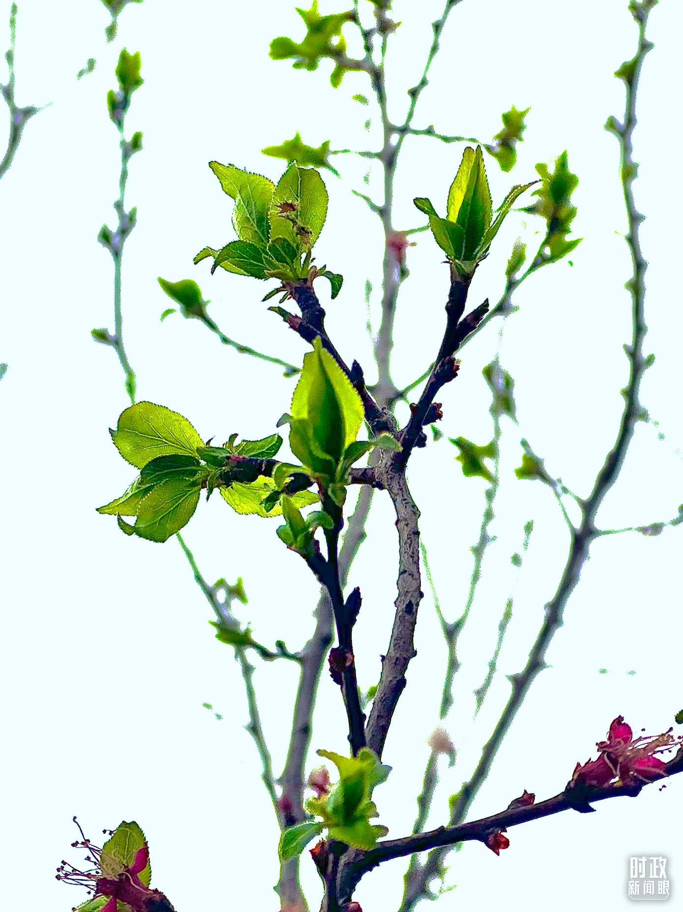 时政新闻眼丨在今年首都义务植树现场，习近平这三句话饱含深意