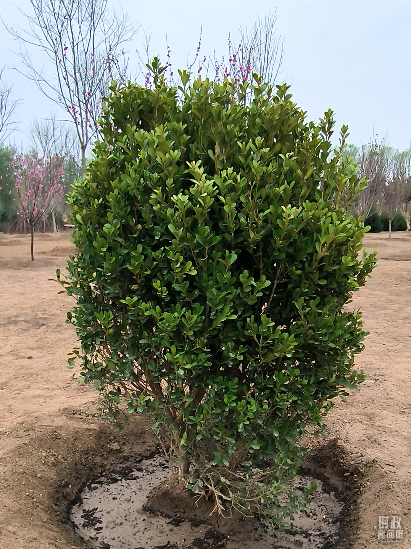 时政新闻眼丨在今年首都义务植树现场，习近平这三句话饱含深意