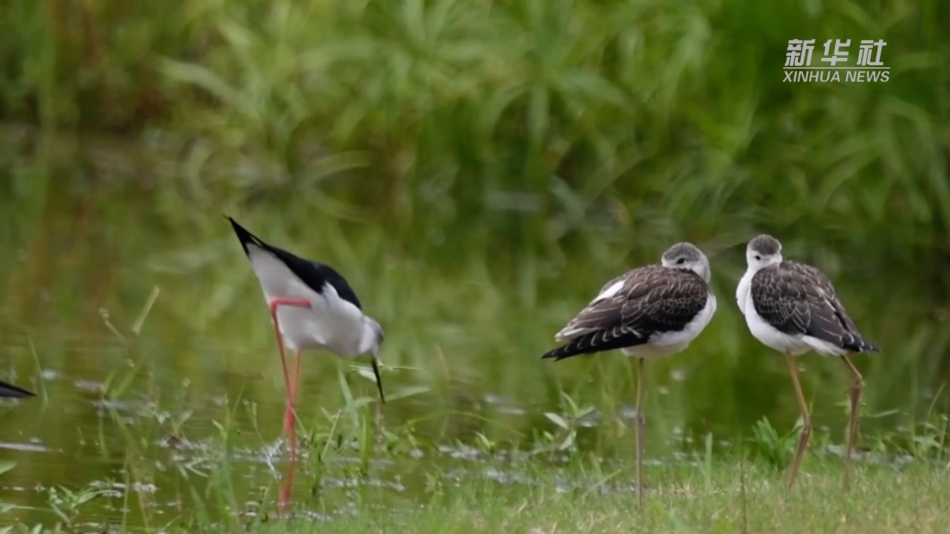 望长江｜重庆：广阳岛的美丽蝶变