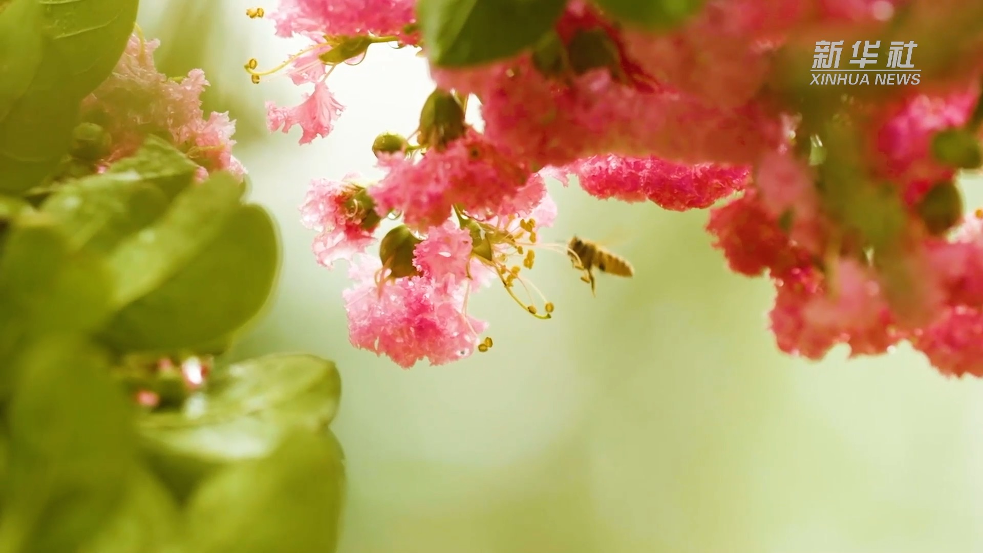 望长江｜重庆：广阳岛的美丽蝶变